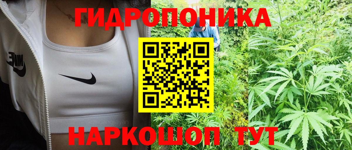 Каннабис семена Волхов